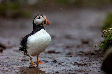Colourful puffin bird standing on wet muddy track
