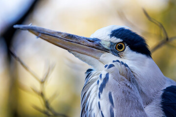 The grey heron headshot, bird beak. Ardea cinerea - 629220850