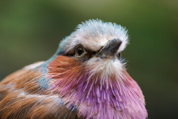 The lilac-breasted roller (Coracias caudatus), close up bird photo