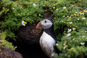 Partial view of colourful puffin bird with plant covered burrow in background