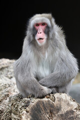 close up portrait Japanese Macaque, Macaca Fuscata