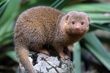 Helogale parvula. Common dwarf mongoose on rock - 629221212