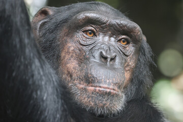 Fototapeta premium Chimpanzee primate portrait, Pan troglodytes