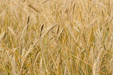 Nature background. Rye field, ears of wheat rey. Agricultural industry. Healthy ripe spikelets at summer day.