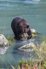 A grizzly bear walking in the river
