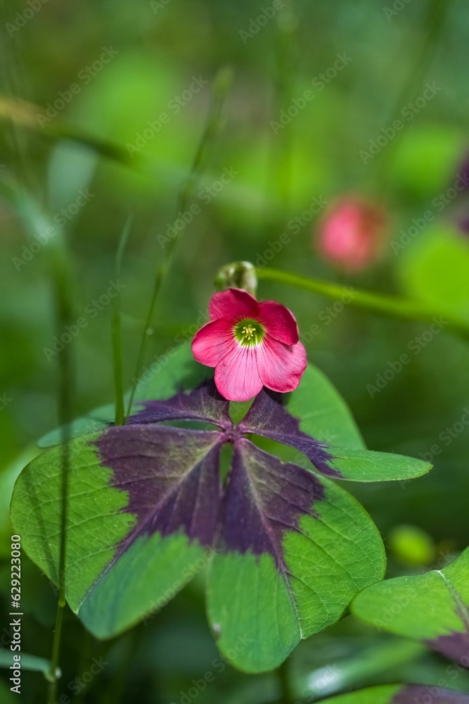 Sticker A four-leaved oxalis, small plant 