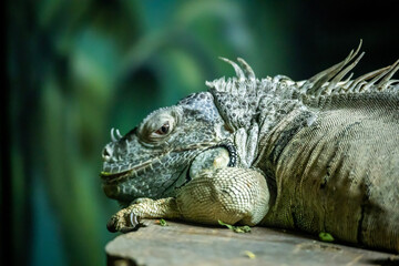 iguana on a tree