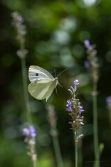 Small white, Pieris rapae, white butterfly on a plant