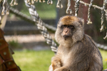 Obraz premium portrait of a macaque