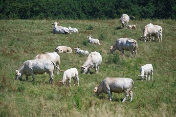 Fototapeta na wymiar Charentaise cows in a field