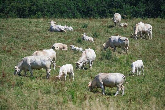 Charentaise cows in a field