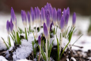 Cluster of vibrant purple spring crocus flowers growing through the snow-covered earth.