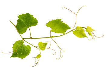 Vine with young leaves isolated on white background.