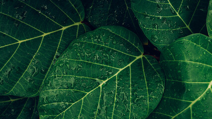 closeup tropical green leaves texture and dark tone process, abstract nature pattern background