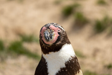 penguin in the zoo