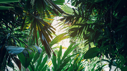 Fototapeta na wymiar Group of dark green tropical leaves background, Nature Lush Foliage Leaf Texture, tropical leaf