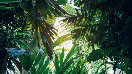 Naklejka premium Group of dark green tropical leaves background, Nature Lush Foliage Leaf Texture, tropical leaf