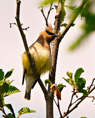 Cedar Waxwing Photo and Image. Waxwing perched on a branch leaf tree with gray sky background in its environment and habitat surrounding.