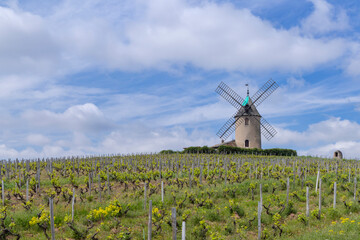 Plakat Windmill (Moulin a vent de Romaneche-Thorins), Chenas, Beaujolais, Saone-et-Loire, Bourgogne-Franche-Comte, France