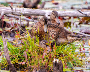 Duck Photo and Image. Ducks playing in the water with splashing water in their environment and habitat surrounding. Three ducks.