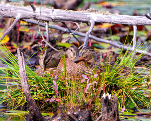 Duck Photo and Image. Ducks resting in their bird nest in their environment and habitat surrounding.