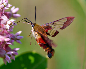 Hummingbird Clear wing Moth Photo and Image.  Close-up side view fluttering over a milkweed plant and drinking nectar with a green background in its habitat.