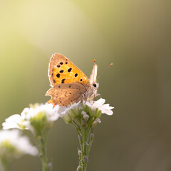 butterfly on flower