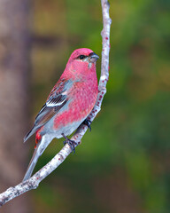 Pine Grosbeak Photo and Image. Male side view perched on a tree branch displaying red plumage feather in its environment and habitat surrounding with a green background.