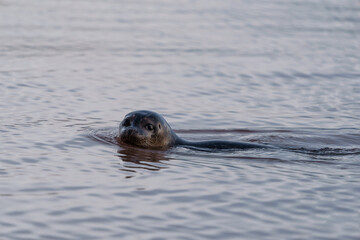 Fototapeta premium Seal swimmin in seawater