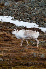Reindeer in Longyerbyen