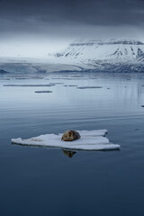 Seal lying on arctic sea ice