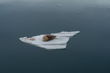 Seal lying on arctic sea ice