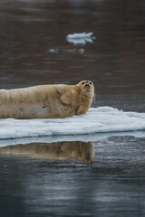 Seal lying on arctic sea ice