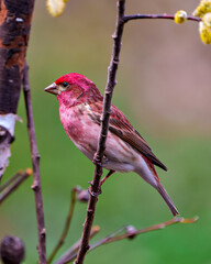 Purple Finch Photo and Image.  Male close-up side view perched on a branch with in its environment and displaying red feather plumage. Finch Picture.