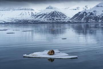 Seal lying on arctic sea ice