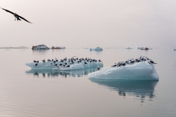 Iceberg in Svalbard