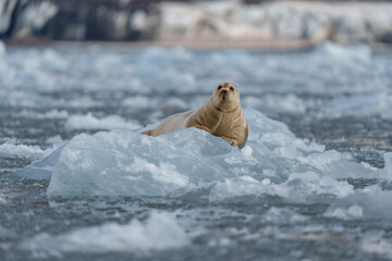 Seal lying on a chunk of ice in Svalbard