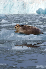 Seal lying on a chunk of ice in Svalbard