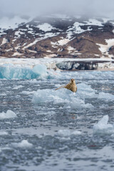 Seal lying on a chunk of ice in Svalbard