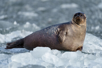 Seal lying on a chunk of ice in Svalbard