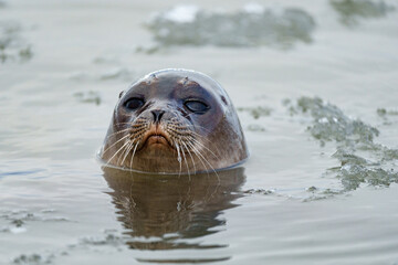 Close up of a seal in Svalbard