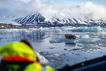Boat approaching a seal in Svalbard