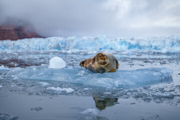 Seal lying on a chunk of ice in Svalbard