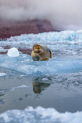 Seal lying on a chunk of ice in Svalbard