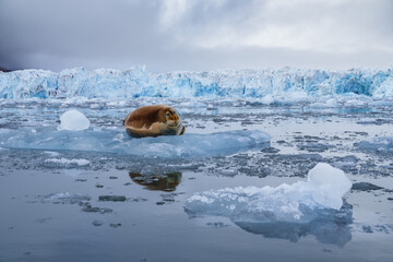 Seal lying on a chunk of ice in Svalbard