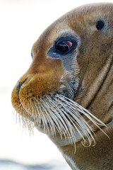Close up of a seal in Svalbard