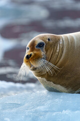 Close up of a seal in Svalbard