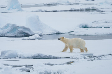 Obraz na płótnie Canvas Polar bear walking through arctic wilderness in Svalbard