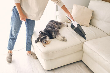 Crop woman cleaning floor with vacuum near cute lazy dog