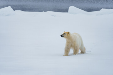 Polar bear walking through arctic wilderness in Svalbard